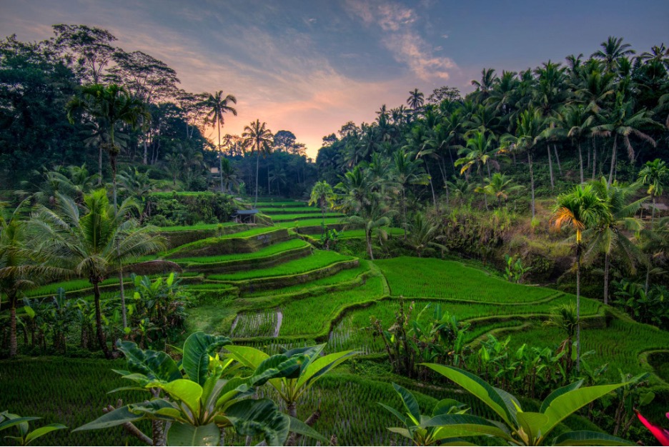 Ceking Tegalalang Rice Terrace at a Crossroads: Balancing Cultural Preservation and Investment Pressure