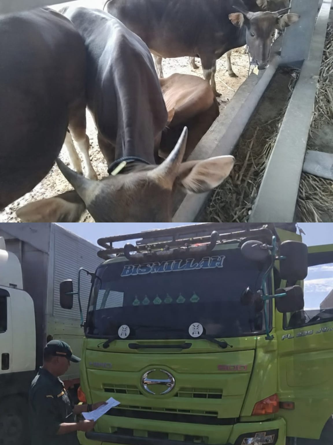 BALINEWSID.COM, GILIMANUK — Authorities have seized 25 cattle bound for Lampung after uncovering falsified quarantine documents at Gilimanuk Port, as demand fo…