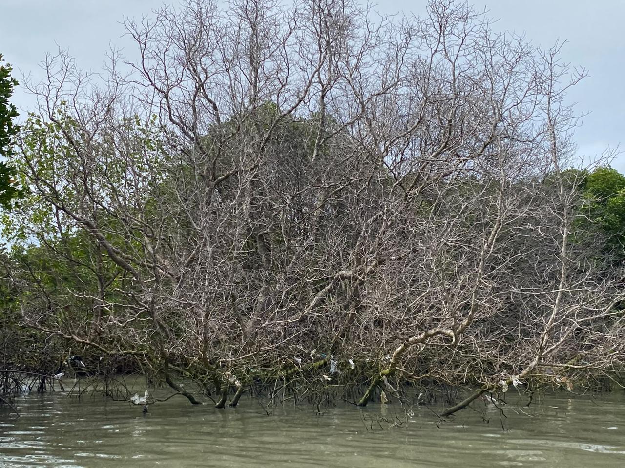 Mangroves Die After Fuel Pipeline Leak, Pertamina Urged to Complete Restoration