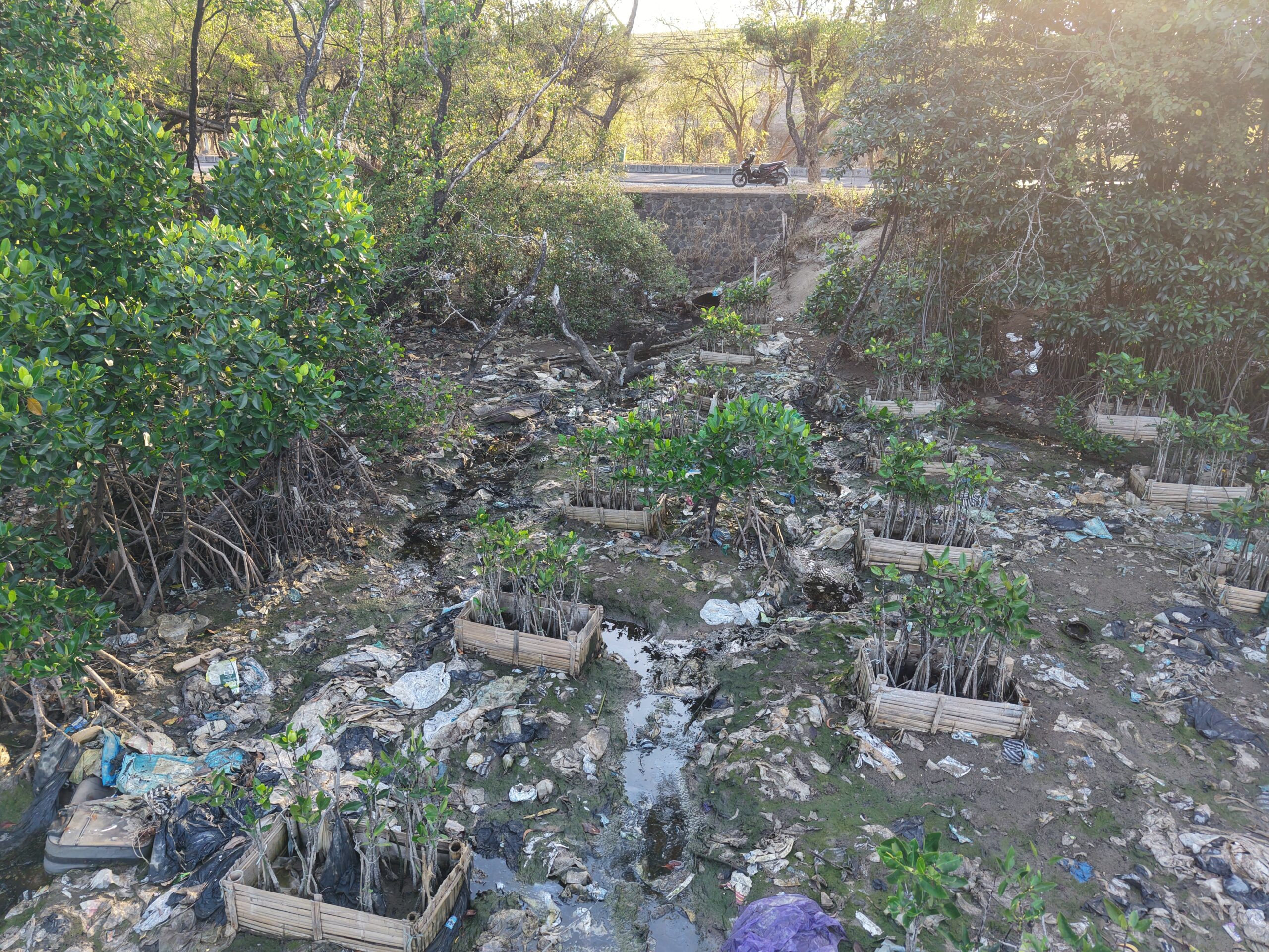 Leachate from Suwung Landfill Suspected of Threatening Serangan Mangrove