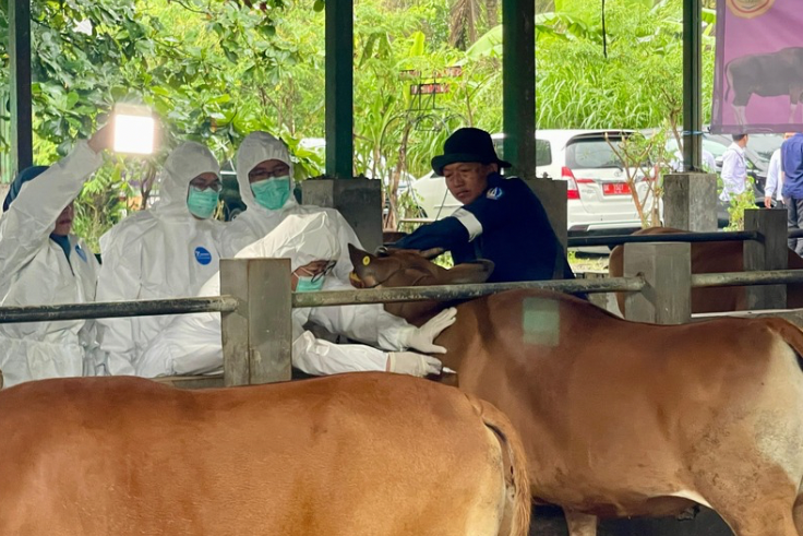 BADUNG, BALINEWS.ID – Provinsi Bali memulai program vaksinasi Penyakit Mulut dan Kuku (PMK) 2025 dengan harapan dapat menjadikan daerah tersebut sebagai zona h…