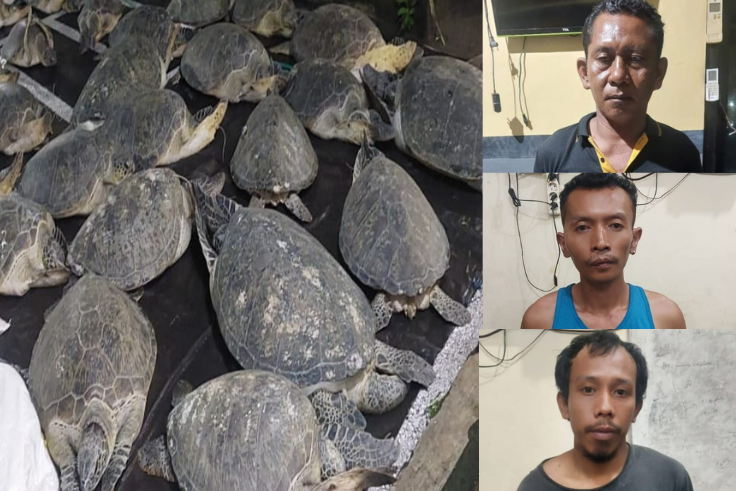 JEMBRANA, BALINEWS.ID - Aksi penyelundupan 29 ekor penyu yang dilindungi berhasil digagalkan pada Minggu (12/1) di Jalan Denpasar-Gilimanuk, Desa Pangyangan, K…