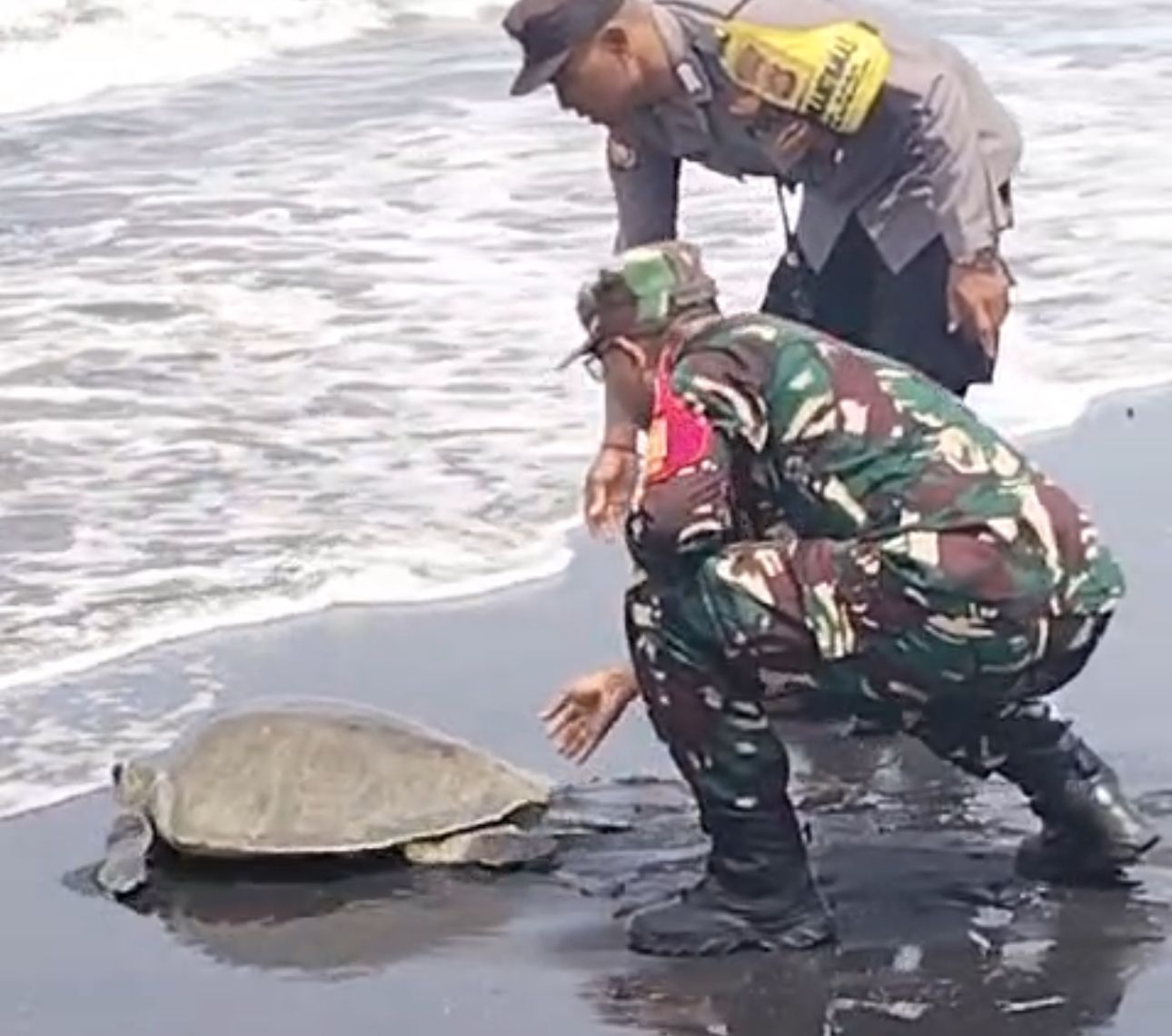 GIANYAR, BALINEWS.ID – Nelayan yang melaut pada 16 Maret lalu tidak sengaja menjaring dua ekor penyu jenis lekang (Lepidochelys olivacea). Selanjutnya, penyu t…