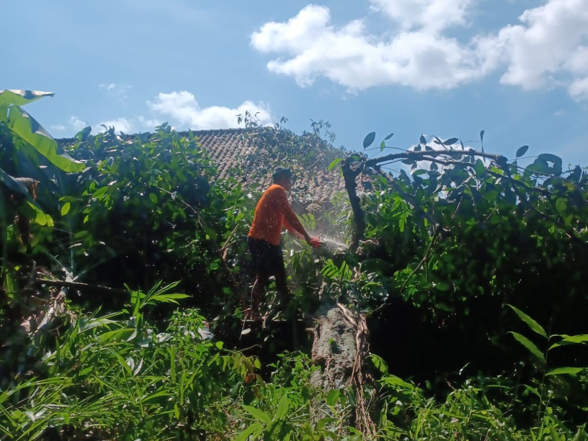 GIANYAR, BALINEWS.ID – Sebuah pohon setinggi kurang lebih 15 meter tumbang di rumah Pande Ngurah Agus Jaya Antara di Banjar Pacung, Kelurahan Bitra, Kecamatan …