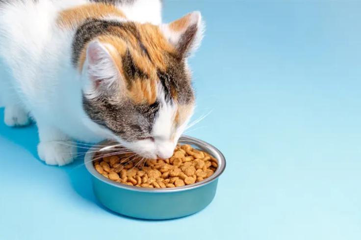 DENPASAR, BALINEWS.ID – Memilih makanan yang tepat untuk kucing merupakan langkah penting dalam menjaga kesehatannya. Makanan kering (dry food) dan makanan bas…