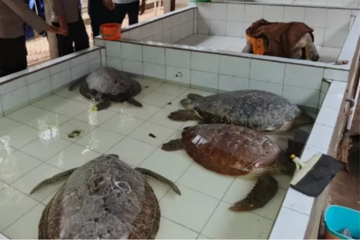 JEMBRANA, BALINEWS.ID - Lima ekor penyu hijau (Chelonia mydas) yang hendak diselundupkan berhasil diamankan oleh Satuan Polisi Perairan (Satpolair) Polres Jemb…