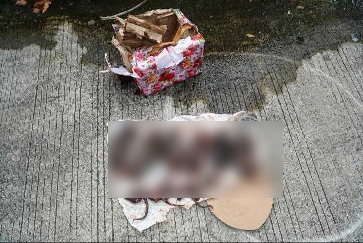 VIRAL, Balinews.id - Setelah kiriman paket potongan kepala babi, kantor redaksi Tempo kembali mendapatkan kiriman berupa kotak berisi enam bangkai tikus yang d…