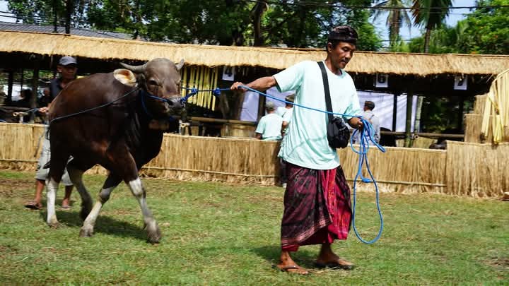 GIANYAR, BALINEWS.ID - Gianyar menggelar lomba sapi terbaik pada Jumat (11/4/2025) di Lapangan Banteng, Tegal Tugu. Jumlah ternak sapi yang dinilai sekitar 46 …