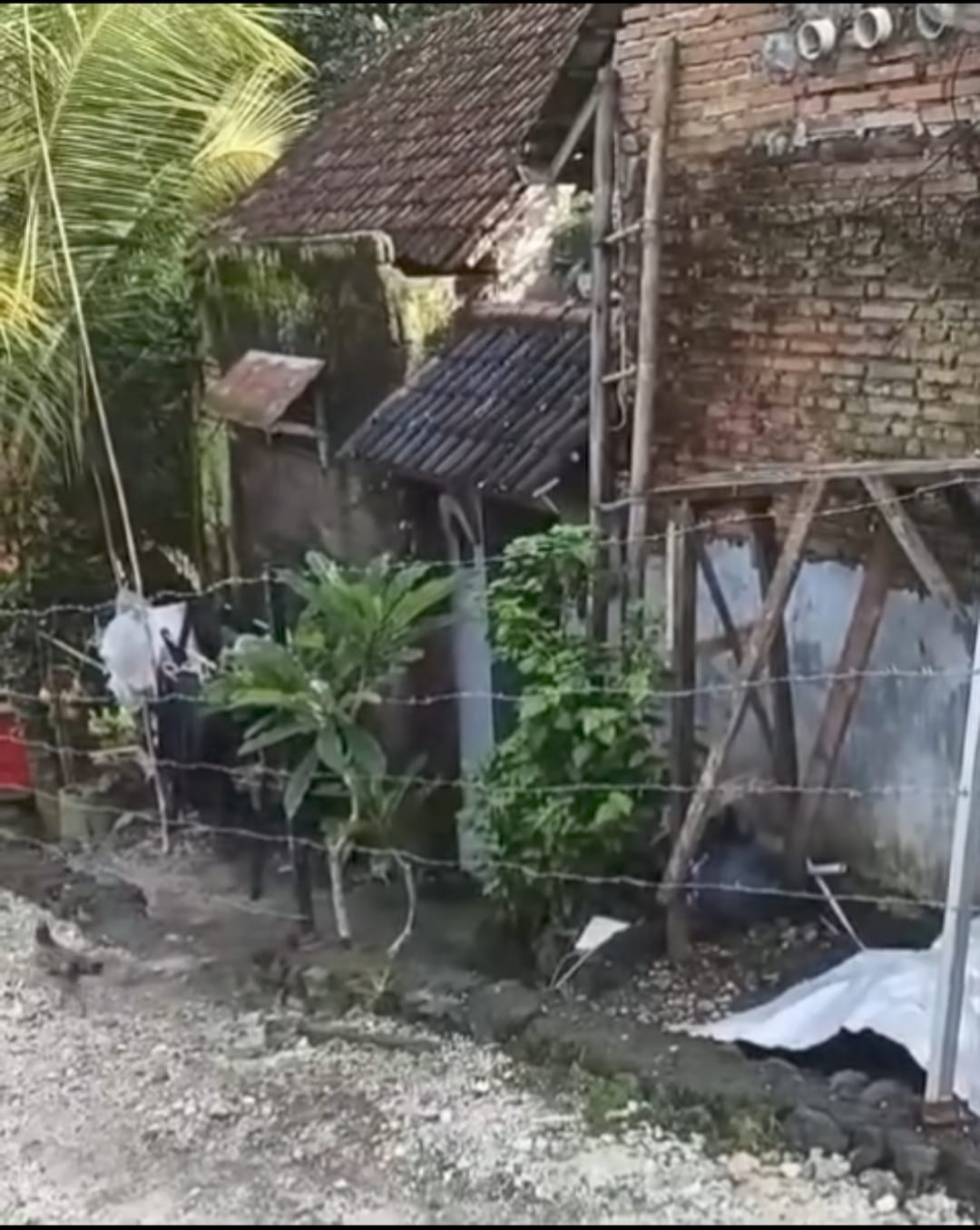 GIANYAR, BALINEWS.ID - Polemik pemagaran kawat berduri di Kelurahan Beng, Gianyar, akhirnya mendapat tanggapan dari pihak yang melakukan pemagaran. Made Ariant…