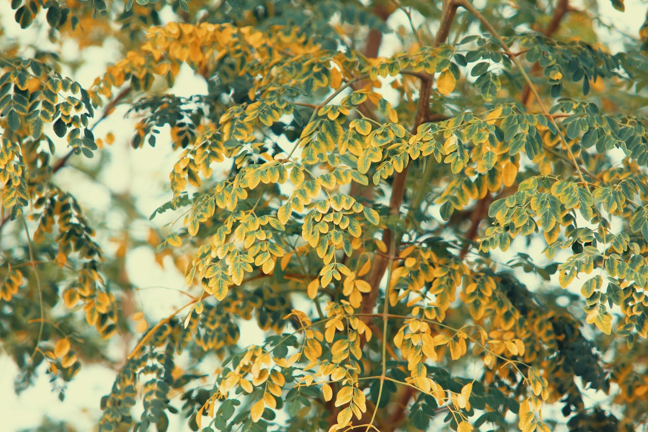 KESEHATAN, Balinews.id - Daun kelor (Moringa oleifera) telah lama dikenal sebagai tanaman dengan segudang manfaat kesehatan. Selain digunakan untuk meningkatka…