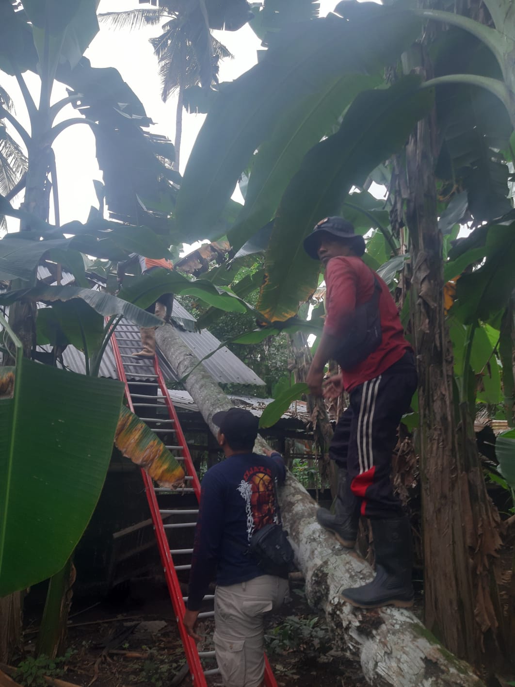 KLUNGKUNG, BALINEWS.ID – Hujan deras yang melanda wilayah Kabupaten Klungkung dalam beberapa hari terakhir memicu sejumlah bencana alam. Salah satunya pohon tu…