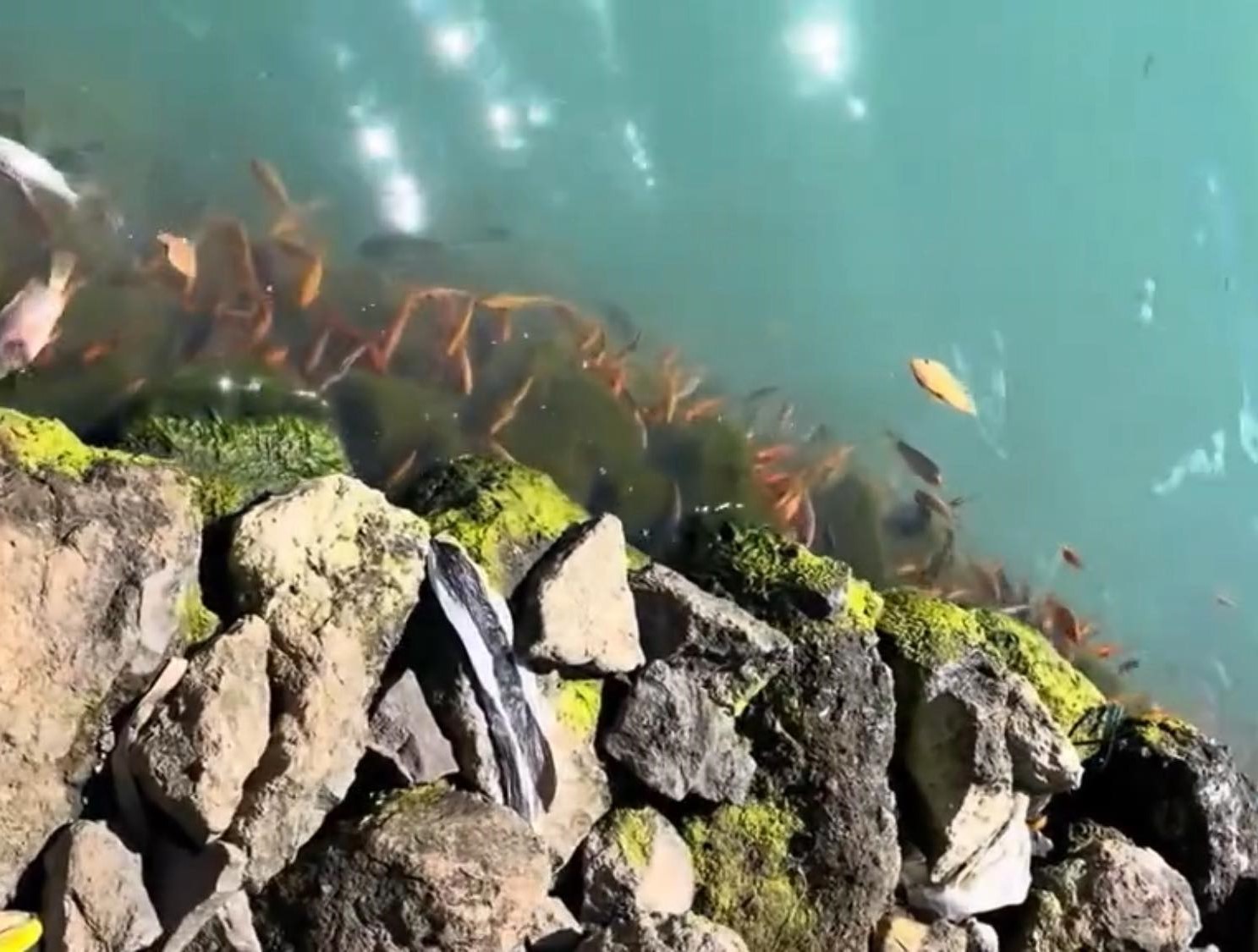 BANGLI, BALINEWS.ID - Fenomena alam berupa semburan belerang kembali terpantau di kawasan Danau Batur, Kecamatan Kintamani, Bangli. Semburan pertama kali muncu…