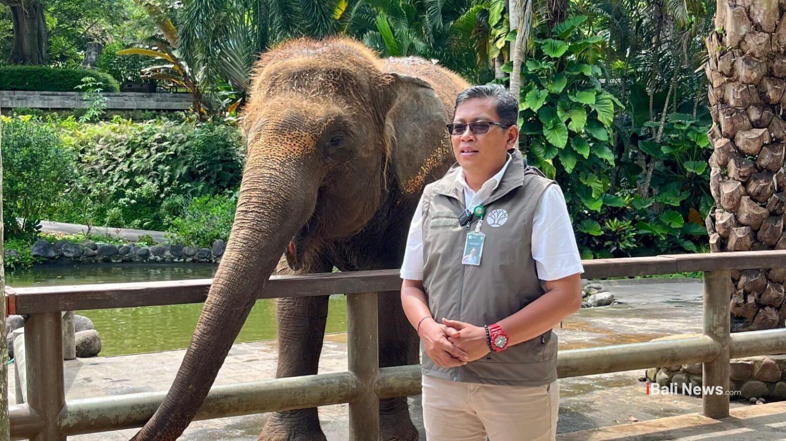 GIANYAR, BALINEWS.ID - Mason Elephant Park resmi menghentikan seluruh aktivitas atraksi gajah tunggang mulai 25 Januari 2026. Penghentian tersebut dilakukan se…