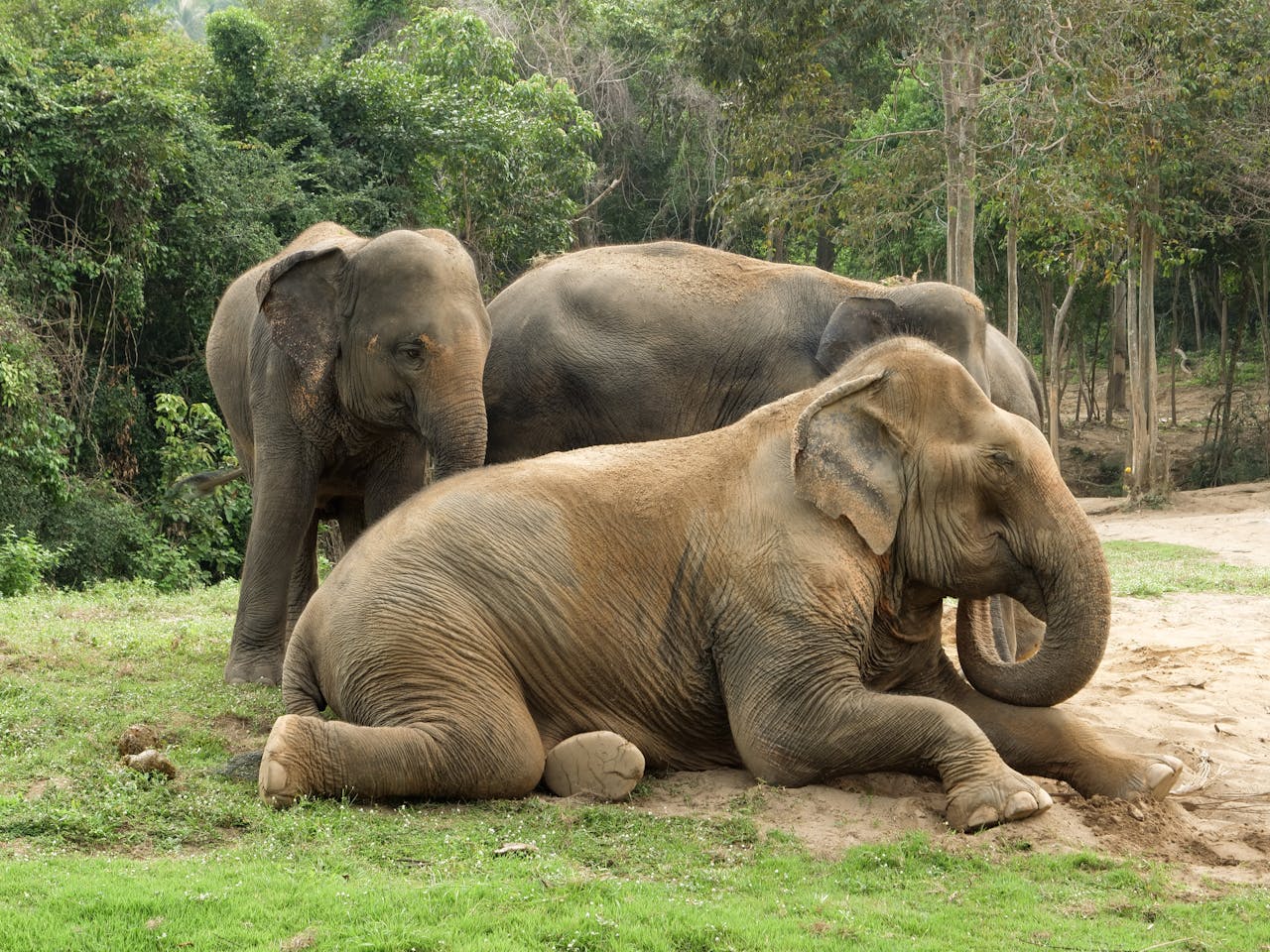 GIANYAR, BALINEWS.ID - Kebun Binatang Bali Zoo per 1 Januari 2026 menghentikan seluruh aktivitas gajah tunggang. Kebijakan tersebut diambil sebagai bagian dari…