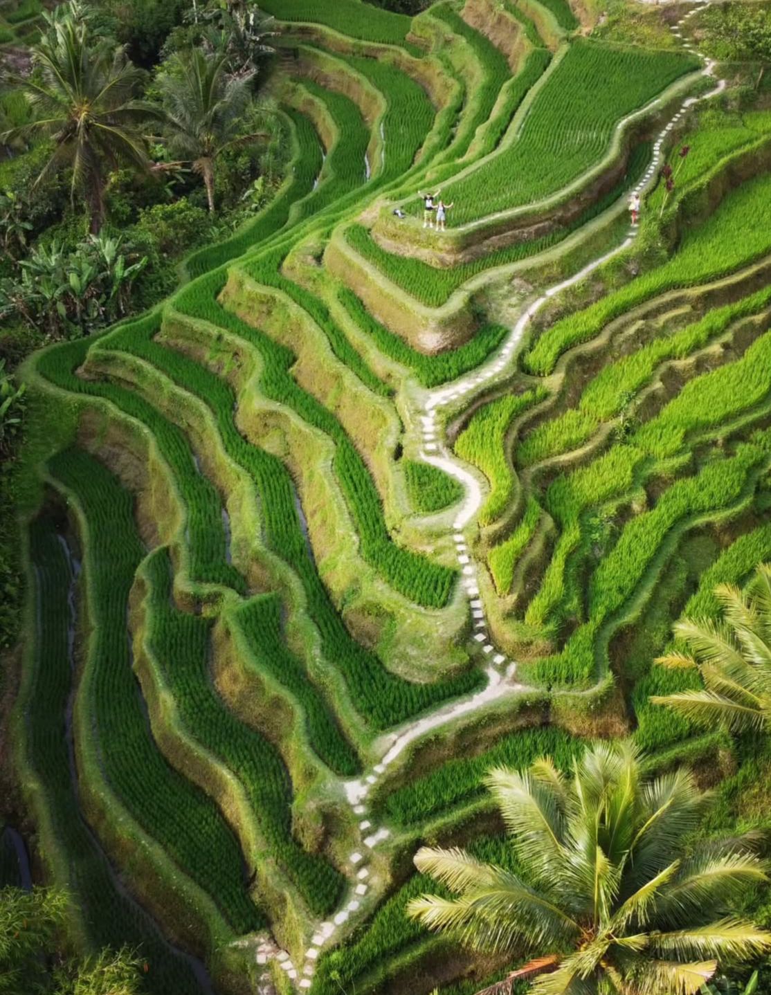 UBUD, BALINEWS.ID – Tegallalang Rice Terrace menjadi salah satu lanskap persawahan paling ikonik di Bali yang hingga kini tetap mempertahankan keindahan dan ni…