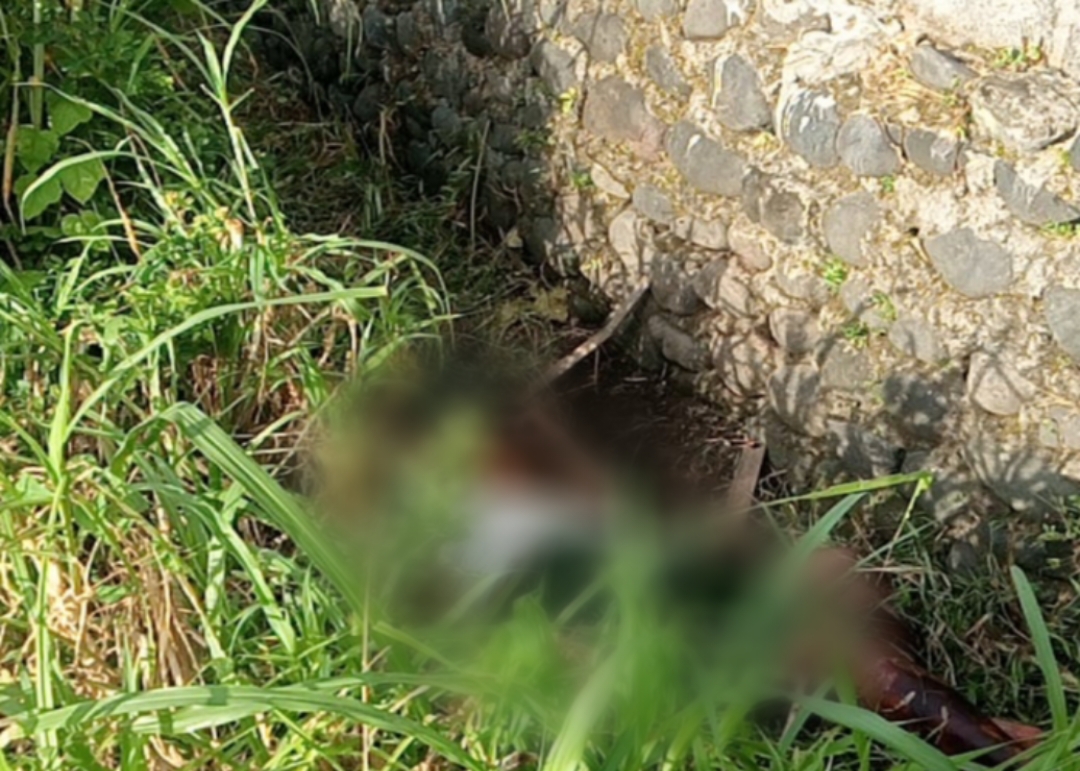 SEMARAPURA, BALINEWS.ID – Seorang lansia bernama I Putu Pande Sumendra (74) ditemukan meninggal dunia di belakang rumahnya di Jalan Hawai No.1, Lingkungan Kemo…