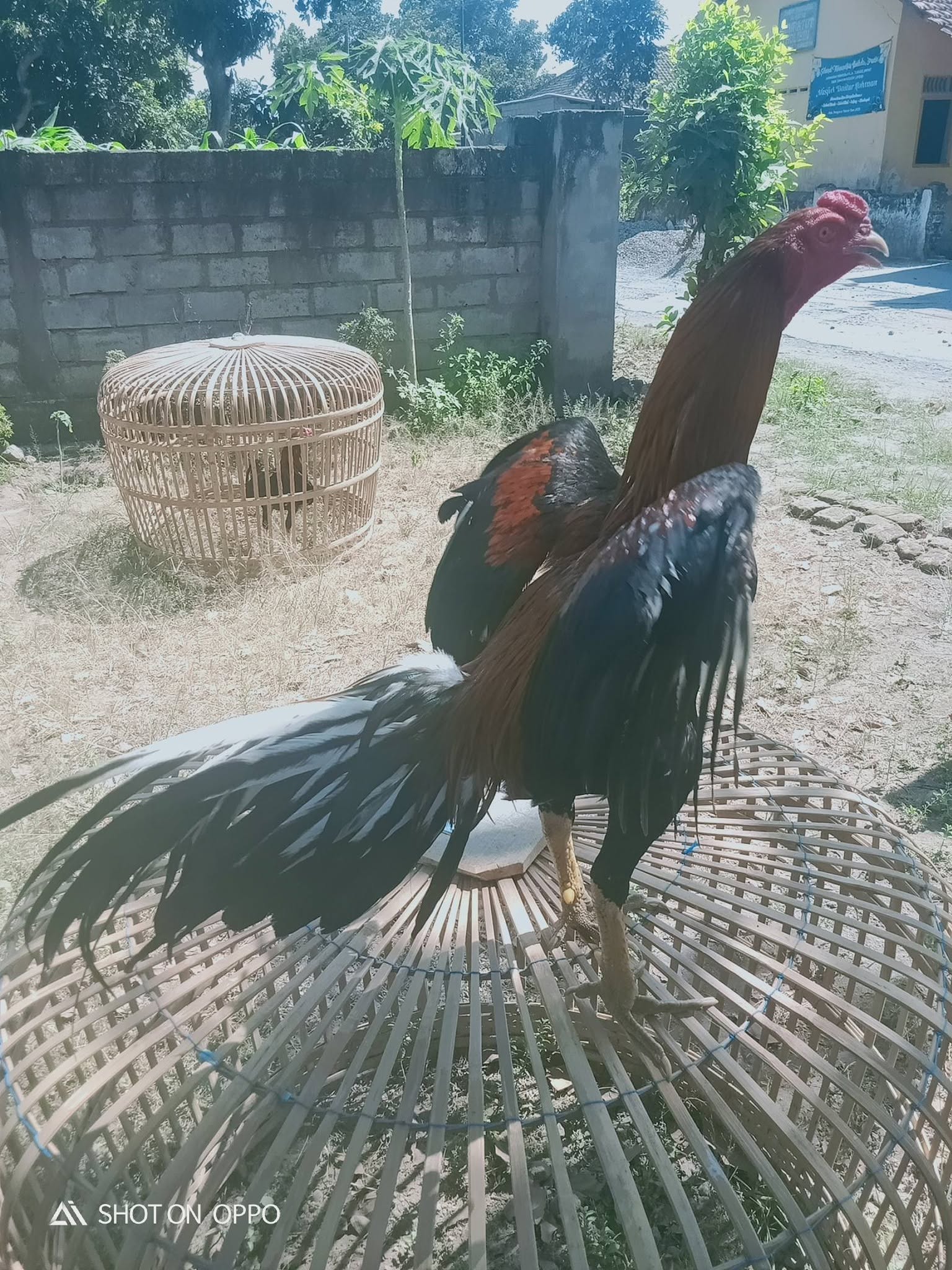 Tembus Jutaan Rupiah per Ekor, Ini 6 Jenis Ayam Aduan Impor Jago Tarung