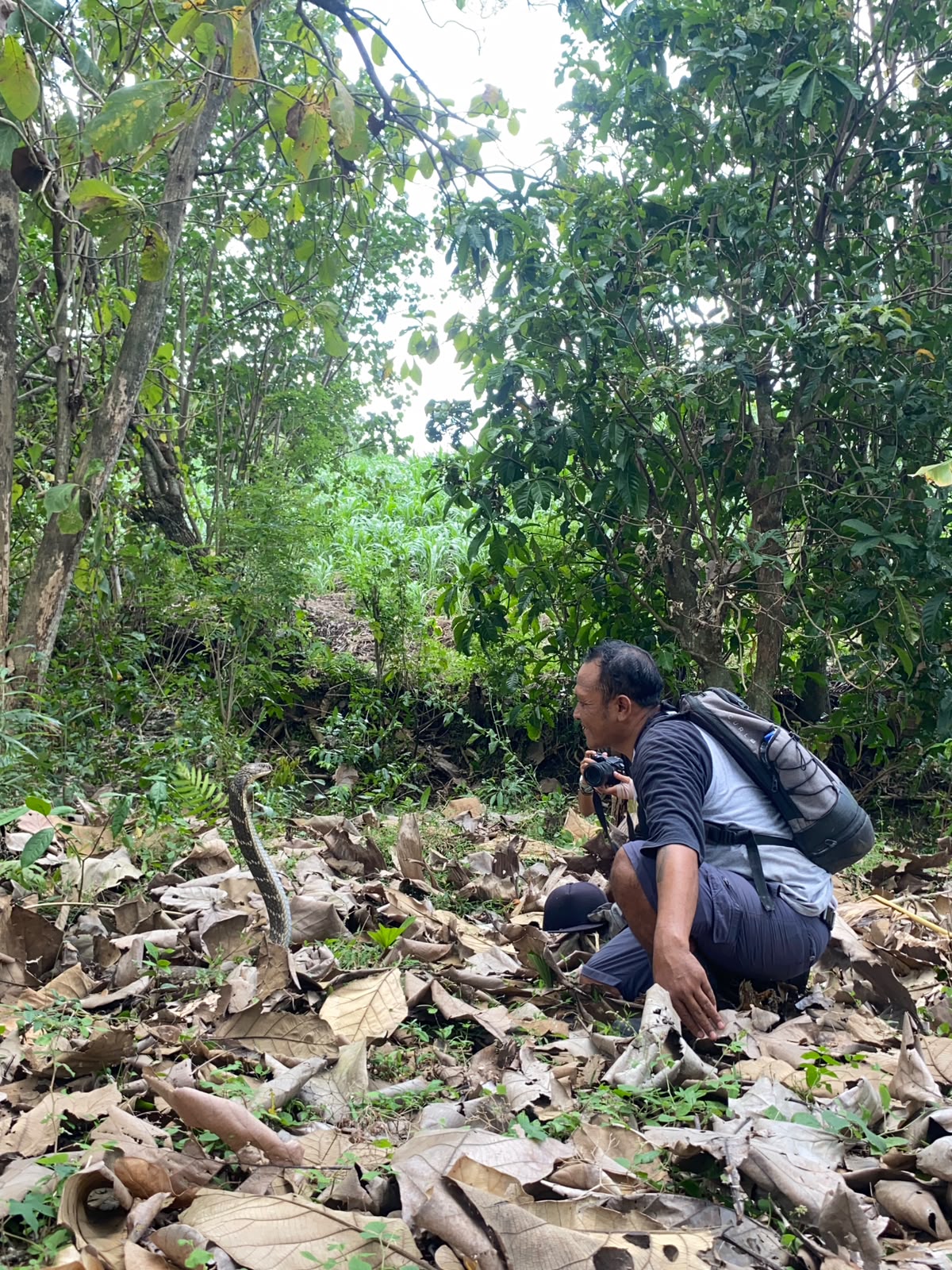 TABANAN, BALINEWS.ID  – Tim Reptil Asih Tabanan berhasil mengevakuasi seekor ular king kobra sepanjang 3,74 meter yang ditemukan di dekat kawasan permukiman wa…