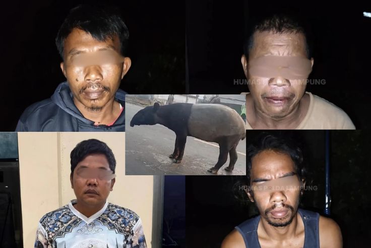 BALINEWS.ID – Nasib tragis menimpa seekor tapir, satwa liar yang dilindungi, setelah sempat viral karena terekam berjalan santai di Jalan Lintas Register 45, K…