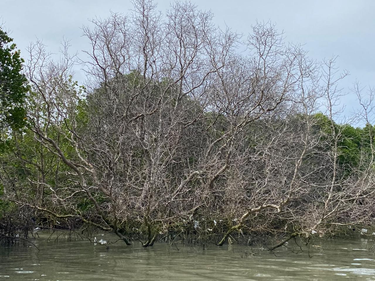 Mangrove Pedungan Mati Usai Kebocoran BBM, Pertamina Didesak Tuntaskan Restorasi