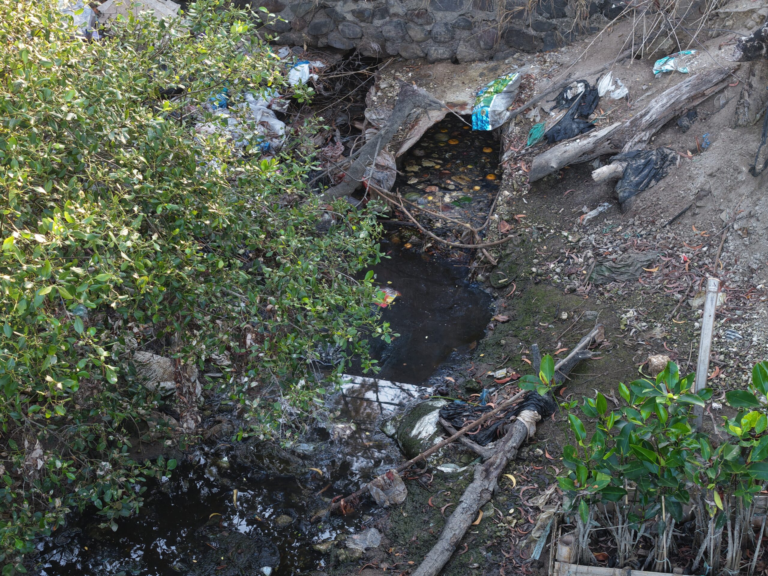 Lindi TPA Suwung Diduga Mengalir ke Mangrove Serangan, Vegetasi Terancam Mati