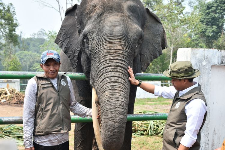 Pemerintah Perkuat Koridor Gajah Sumatra di Bukit Tigapuluh, Warga Jadi Bagian Konservasi