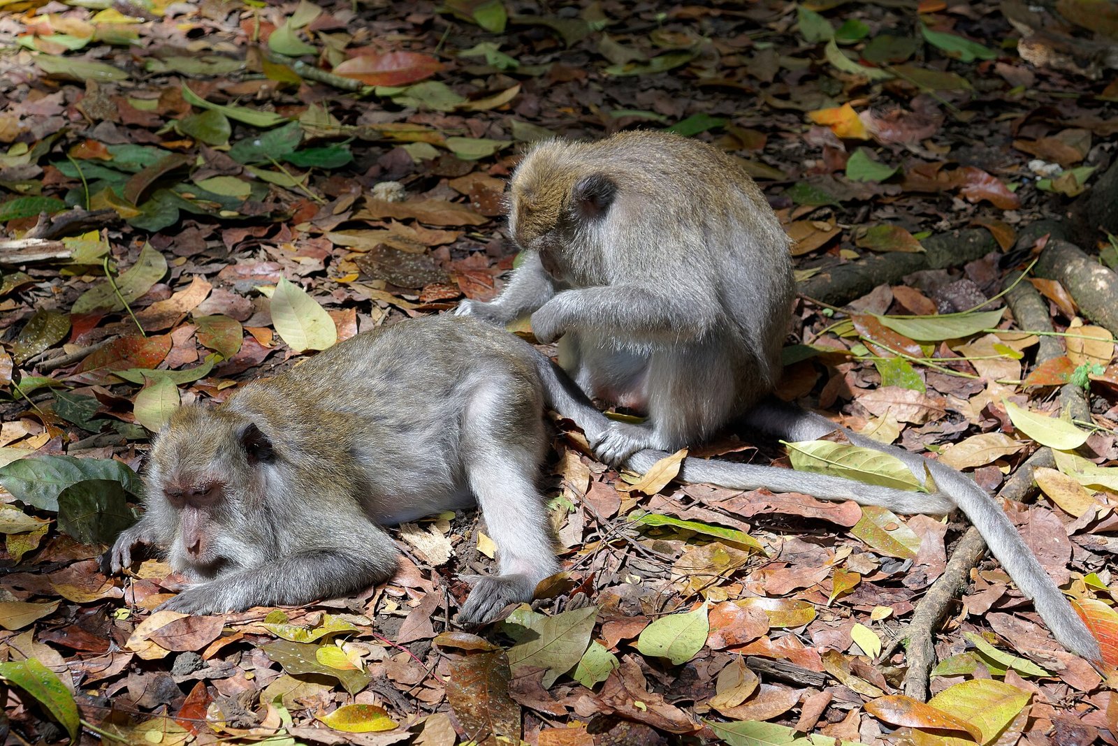 Kera ekor panjang saling merawat bulu di Monkey Forest Ubud, Kabupaten Gianyar.