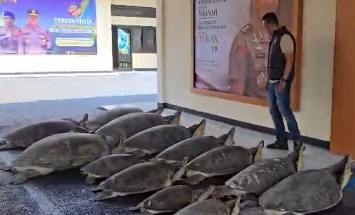 Aksi Penyelundupan 22 Penyu Hijau Berhasil Dibongkar Polisi di Pulau Serangan