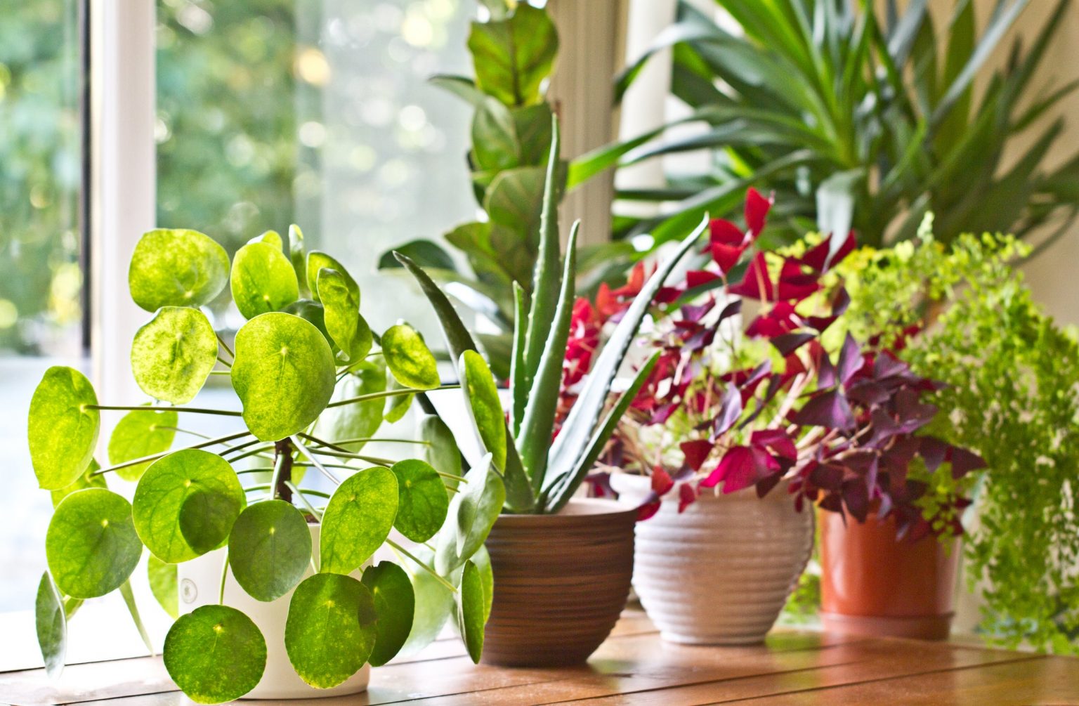 10 Jenis tanaman  hias  pembersih  udara  bikin rumah  bebas racun