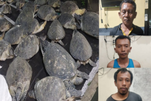 Upaya penyelundupan penyu digagalkan, polisi amankan 3 pelaku.