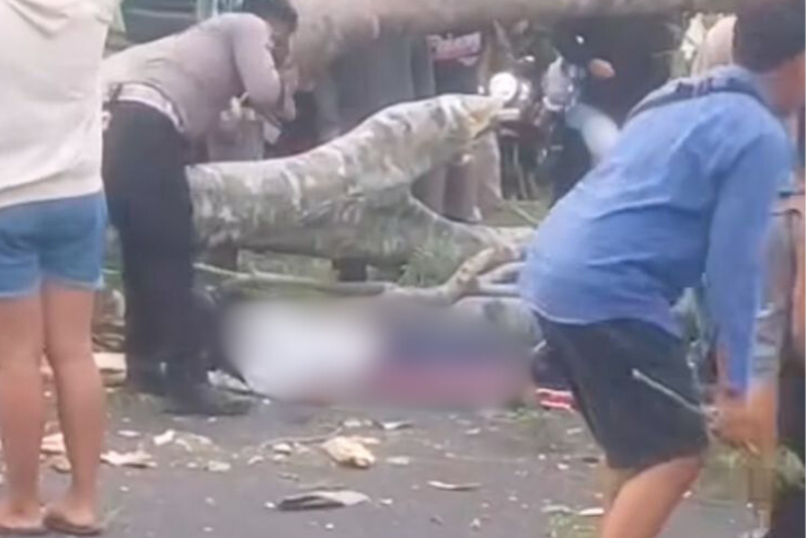 Pelajar tewas tertimpa pohon di Jalan Utama Denpasar-Gilimanuk.