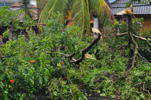 Pohon tumbang di di Jalan Ratna, Lingkungan Tatasan Kelod, Kelurahan Tonja, Kecamatan Denpasar Utara.