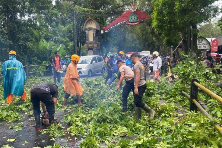 Proses penganggulangan pohon tumbang di Tabanan. (Istimewa)