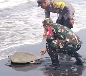 Penyu lekang yang sempat terjaring nelayan ini akhirnya dilepasliarkan di Pantai Saba, Blahbatuh, Gianyar.