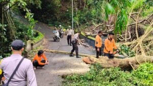 Dahan pohon beringin tumbang menghadang Jalur Temesi-Tulikup dan menimpa kabel listrik beserta tiang jembatan.
