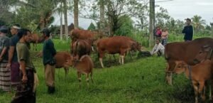 Sapi terbaik dan terpilih nantinya akan dipersembahkan saat Tawur Kesanga 2025 di desa adat Susut, Desa Buahan, Kecamatan Payangan.