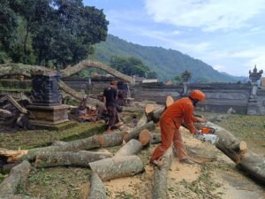 Pohon tumbang di Pura Danu Kuning ditangani oleh petugas BPBD Bangli pada Senin (24/3/2025)