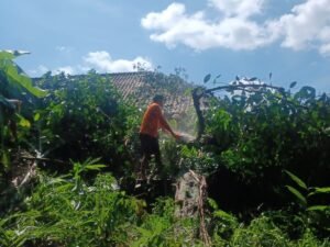 Penanganan pohon tumbang menimpa rumah di Bitra Gianyar.