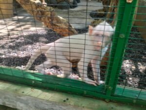 Satwa kera putih atau albino ini terdapat di Kemenuh Monkey River.