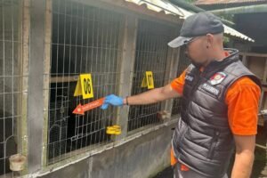 Polisi olah TKP kandang ayam yang dibobol maling. (Dok Istimewa)
