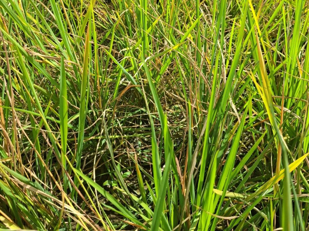 Akibat serangan hama tikus, padi milik petani mengalami kerusakan.