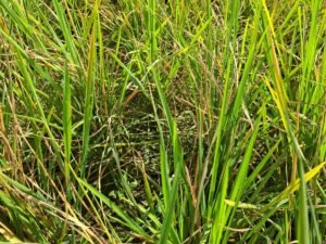 Akibat serangan hama tikus, padi milik petani mengalami kerusakan.