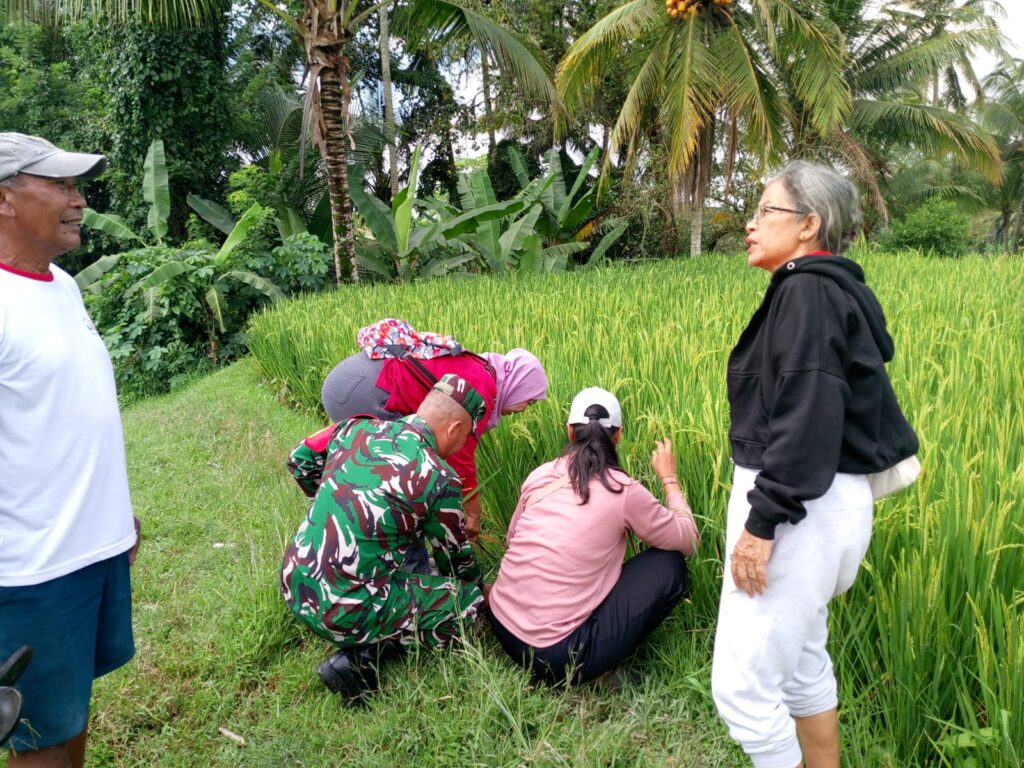 Penanganan serangan hama padi di Payangan melalui penelitian oleh petugas.