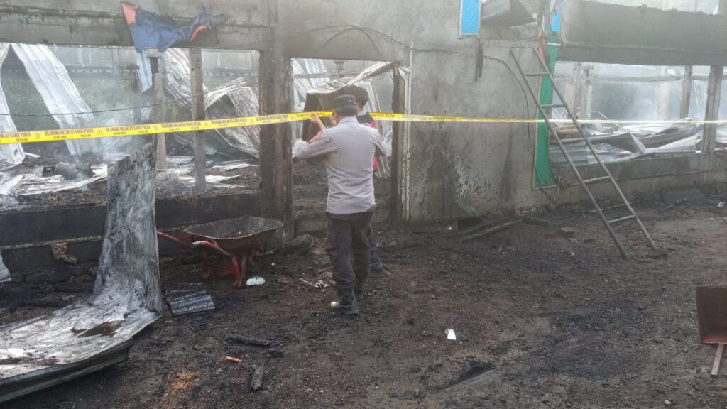 Kandang ayam di Karangasem terbakar menyisakan puing dan bangkai ayam.