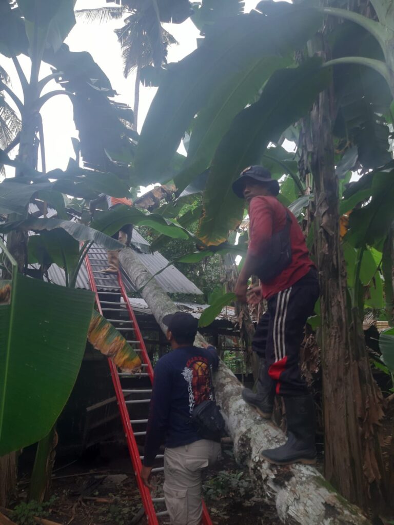 Bencana pohon tumbang di Klungkung.