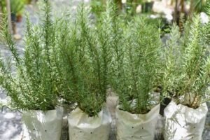 Tanaman Rosemary. (Foto: Istimewa)