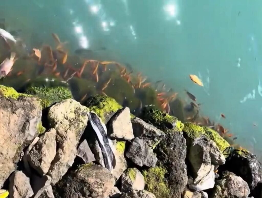 Belerang di Danau Batur kembali muncul mengancam keberadaan keramba.