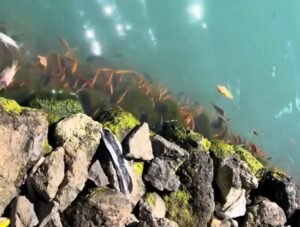 Belerang di Danau Batur kembali muncul mengancam keberadaan keramba.