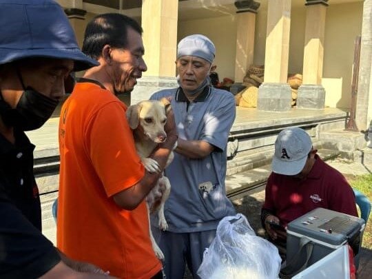 Kepala Puskeswan Gianyar, drh. Arya Dharma saat memvaksin hewan.