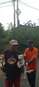 Drh. Arya Dharma (kanan) saat tangani anjing di Gianyar.